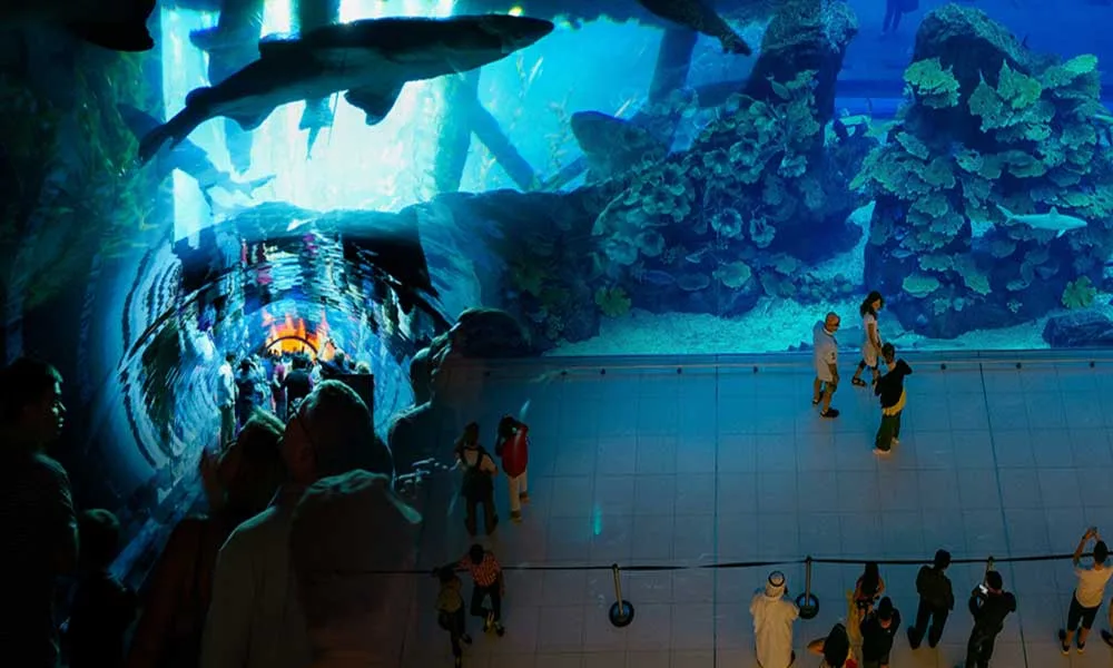 Dive Deep with Dubai Aquarium & Underwater Zoo